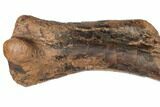 Fossil Hadrosaur (Edmontosaurus) Right Humerus - South Dakota #192629-2